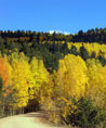 Fall in Colorado - Aspens from Gold Camp Road